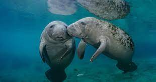 Manatees are sometimes called sea cows, and their languid pace lends merit to the comparison. Manaties