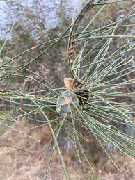 Image result for Casuarina verticillata