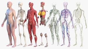 Female body and organs diagram. Complete Female Body Anatomy 3d Model 599 Max Obj Lxo Ma Fbx C4d Blend 3ds Free3d