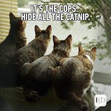 45 Cat Memes You Ll Laugh At Every Time Reader S Digest Explore more searches like funny excited cat meme. 45 cat memes you ll laugh at every time