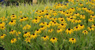 Coneflowers are famous for their tall stems and large flowers with petals that droop down to form a cone shape. Teachingtuesday Coneflowers Echinacea And Rudbeckia