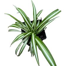 Image result for Chlorophytum comosum