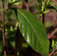 Image result for Leptactina delagoensis