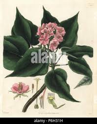 Image result for Dombeya acutangula