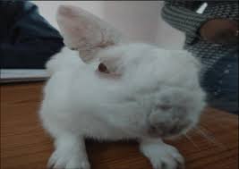 Image result for scabies rabbits ears