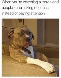 Just Watch The Movie Movie Movies Dog Dogs Relatable Watch Funny Lol Rofl Meme Memes Funny Pictures Funny Animal Memes Funny Relatable Memes