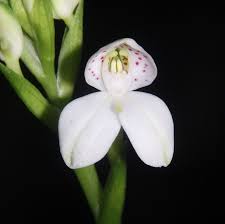 Image result for Disa ochrostachya