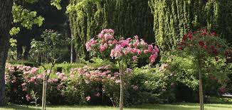 J Aime Cette Photo Sur Deco Fr Et Vous Jardin Botanique Jardins Roseraie