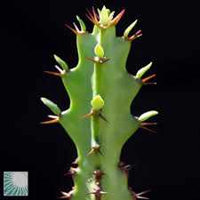 Image result for Euphorbia griseola