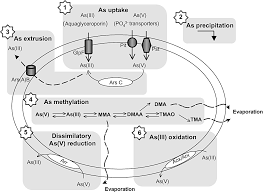 Still working after 90 (2014), взаперти (2020) and fatal friend request (2019). How Prokaryotes Deal With Arsenic Slyemi 2012 Environmental Microbiology Reports Wiley Online Library