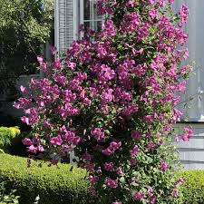 Image result for Clematis