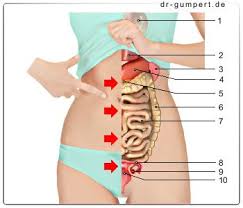 Abbildung Bauchschmerzen Links In 2021 Anatomie Muskeln Bauch Weg Bauchschmerzen