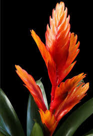 Leave your plants' roots and soil undisturbed. Vriesea Tips And Guidance For The Best Possible Care