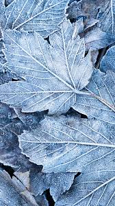 The move was actually a return, for frost's ancestors were originally new englanders, and frost became famous for his poetry's engagement with new england locales,. Frost So Entstehen Luft Und Bodenfrost Wetterlexikon Artikel Von The Weather Channel Weather Com