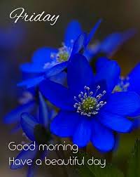 Free download high quality wallpapers gorgeous images. Good Morning Images With Blue Flowers Hutomo