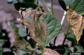 هندسة زراعية تأثير الملوحة على الخضروات