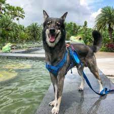 Puppyfinder.com is secure, simple and efficient way to find a puppy, sell a puppy or addopt dogs via internet. Looking To Adopt A Dog Or Cat Check Out All Of The Pet Adoption Centers In