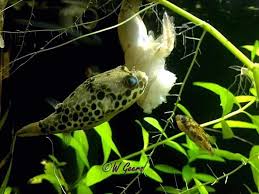 I have had some success breeding spotted congo puffers but have failed at raising the fry so far. Tetraodon Schoutedeni Spotted Congo Puffer Aquainfo