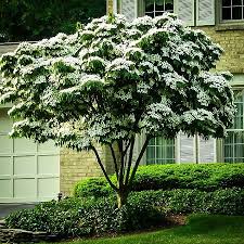 Most of flowering trees in the temperate areas have peak blooming in the spring. Buy Trees Online With Free Shipping The Tree Center