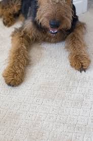 I want to replace my master bedroom carpet and have seen the stainmaster with odor resistance, shaw and a. The Best Carpet For Pets The Home Depot Petproof Carpet
