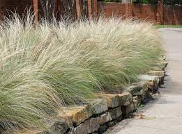 See more ideas about ornamental grasses, grasses garden, plants. Best 5 Ornamental Grasses For Texas Landscapes