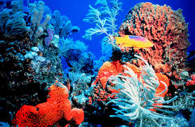 Ocean Ecosystem Services Can Increase But Only If We Take Less National Geographic Society Newsroom Here, we review the work of tara oceans, an international, multidisciplinary project to assess the complexity of ocean life across comprehensive taxonomic and spatial scales. ocean ecosystem services can increase