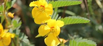 Image result for Chamaecrista parva