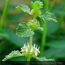 marrubium incisum benth.的全草。夏至前采收，晒干或鲜用。 夏至前采收，晒干或鲜用。 【性味】 微苦，平。 å¤è€çš„æˆåˆ† è‹¦è–„è· å¤è‡³è‰ å†°çŸ¥è­˜ç•Œ ç—žå®¢é‚¦