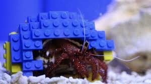 Picky Hermit Crab Lives In A Multicolored Lego Shell Hermit Crab Hermit Crab Shells Colorful Crabs