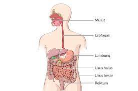 Yang ini lagi satu masalah. Ketahui Proses Pencernaan Makanan Dan Penyerapan Nutrisi Di Dalam Tubuh Alodokter