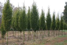 Buy bareroot willow trees (salix species) online by mail order at ashridge nurseries. Columnar Hornbeam Backyard Trees Landscaping Around Trees Fast Growing Shade Trees