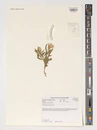 Image result for Pegolettia senegalensis