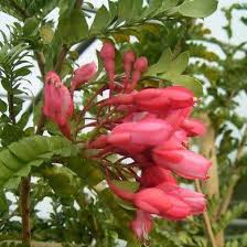 Image result for Schotia afra