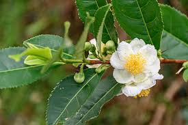 Image result for Camellia sinensis