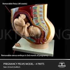 Blender + lwo lxo max ma. Anatomy Models Female Pelvis Section Pregnancy Pelvis 4 Parts Obgyn