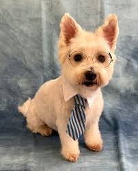 The Original Isle of Man Advice, Help & Local Events