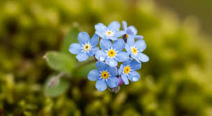 Tiny Flowers Stock Photos, Images and Backgrounds for Free Download