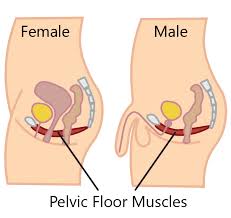 Image result for Pelvic Floor Dysfunction