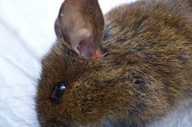 We did not find results for: La Rickettsia Causante Del Tifus De Los Matorrales En Chile Es Distinta A La De Asia Pacifico Descripcion Molecular De Una Nueva Especie De Orientia Facultad De Ciencias Veterinarias Uach
