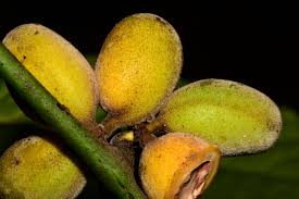 Image result for Albertisia