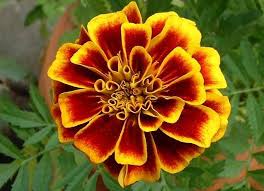 Click here to visit glamour flower The Most Exotic Flowers Of The Planet Home Facebook