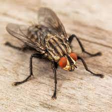 How Long Do Flies Live Green Pest Solutions