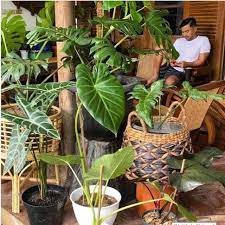 10 jenis tanaman terbaik untuk halaman rumah kesayangan 1. Menengok Halaman Rumah Anjasmara Yang Nyaman Dan Penuh Tanaman Hias Lifestyle Liputan6 Com