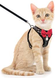 Amazon.com : BLUWTE Cat Harness,Cat Harness and Leash, Breathable Dog  Harness,Pet Harness,Adjustable Mesh Vest Harness for Puppy Cat Rabbit (Black,  S) : Pet Supplies
