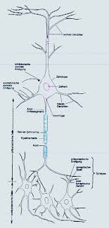 Sie kommen bei verschiedenen zelltypen vor, u.a. Zellbiologie