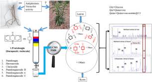 Image result for Pentas longiflora