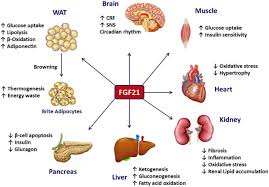 Renal disease can be divided into disease without failure of kidney function and kidney failure itself, which divides into chronic and acute forms. Fgf21 And Chronic Kidney Disease Metabolism Clinical And Experimental