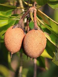 Image result for Manilkara