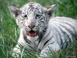 Un cáncer puede ser desde tímido y aburrido hasta brillante y famoso. Varios Cachorros De Tigre Blanco Matan A Un Cuidador