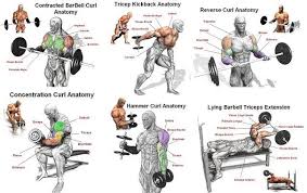 Image Result For Biceps Workout For Men At Gym Bicep